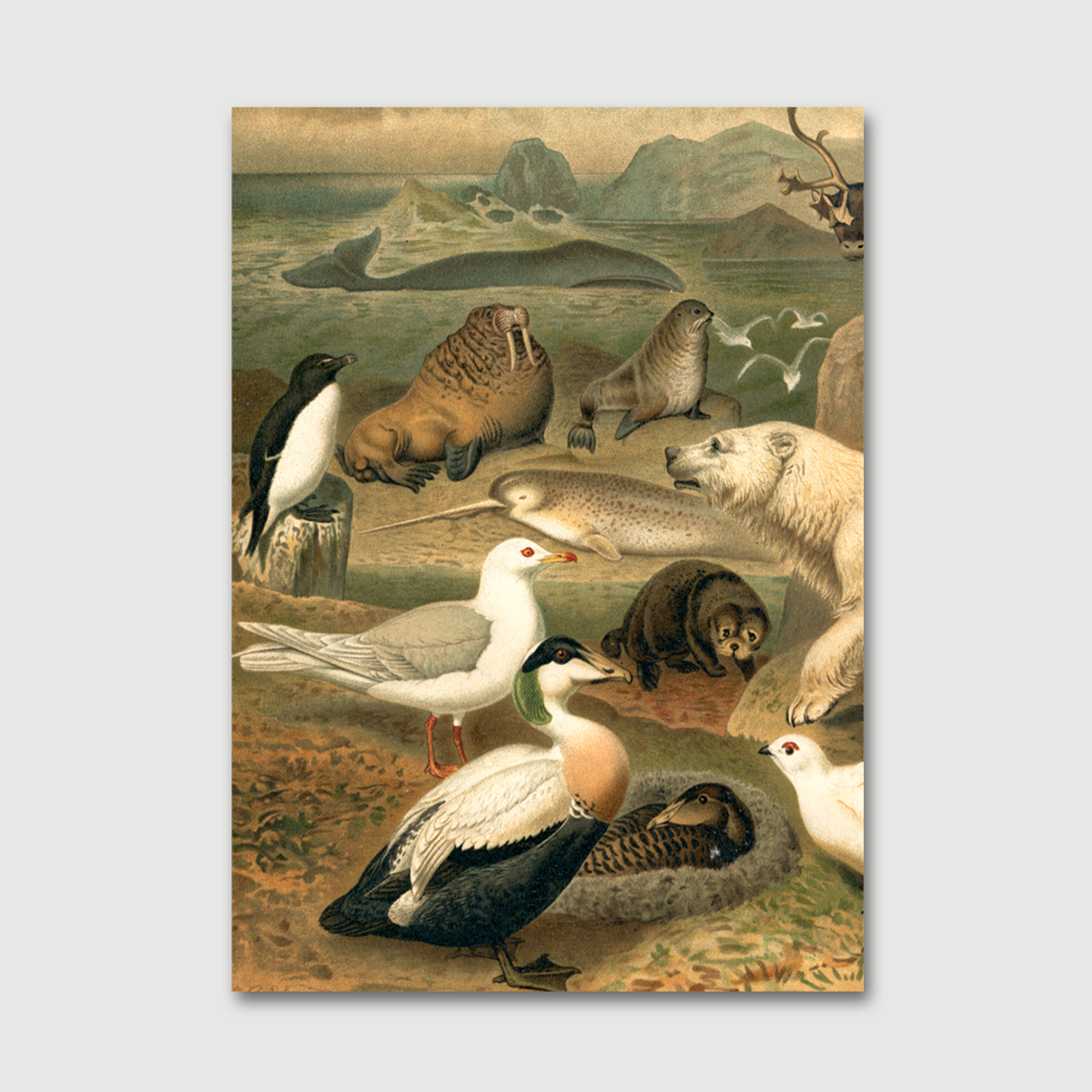 DYBDAHL Illustrated Encyclopedia - Arctic Fauna Left side #2903L