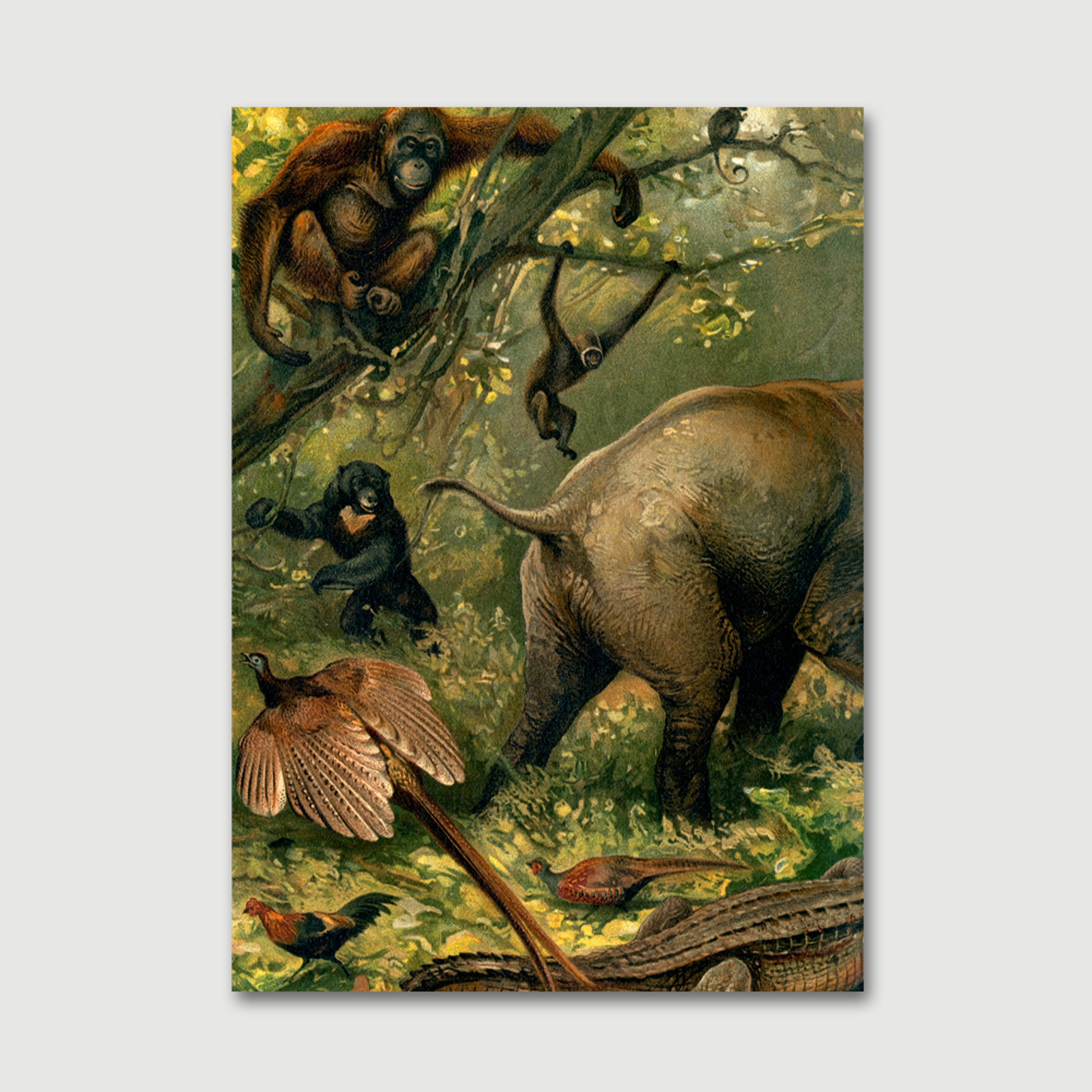 DYBDAHL Illustrated Encyclopedia - Oriental Fauna Left side  #2911L